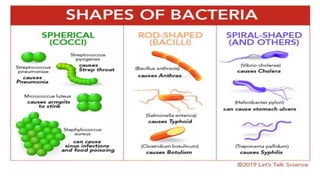 TYPES OF BACTERIA
 