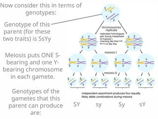 Comprehensive Overview of Mendelian Genetics and Inheritance Laws | PPT