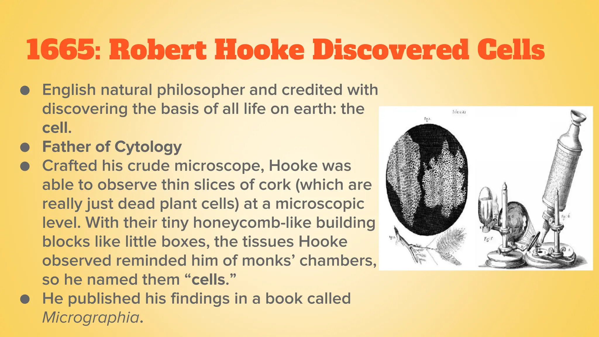 1665: Robert Hooke Discovered Cells
● English natural philosopher and credited with
discovering the basis of all life on earth: the
cell.
● Father of Cytology
● Crafted his crude microscope, Hooke was
able to observe thin slices of cork (which are
really just dead plant cells) at a microscopic
level. With their tiny honeycomb-like building
blocks like little boxes, the tissues Hooke
observed reminded him of monks’ chambers,
so he named them “cells.”
● He published his findings in a book called
Micrographia.
 