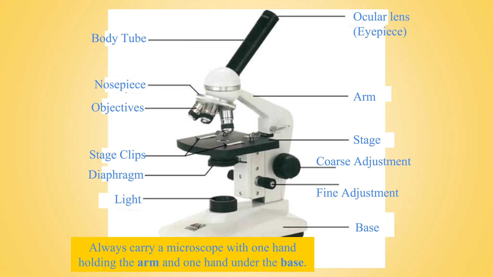Body Tube
Nosepiece
Objectives
Stage Clips
Light
Ocular lens
(Eyepiece)
Arm
Stage
Coarse Adjustment
Fine Adjustment
Always carry a microscope with one hand
holding the arm and one hand under the base.
Base
Diaphragm
 