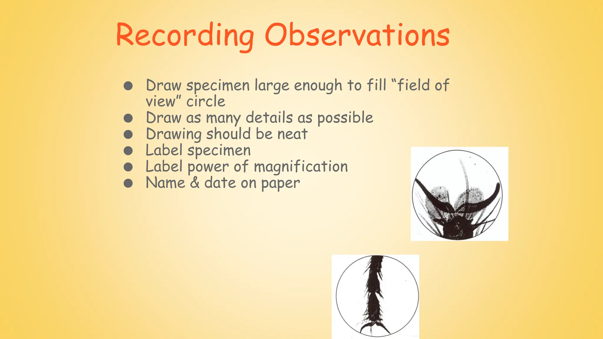 Recording Observations
● Draw specimen large enough to fill “field of
view” circle
● Draw as many details as possible
● Drawing should be neat
● Label specimen
● Label power of magnification
● Name & date on paper
 