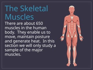Lesson 1 - Muscular System for high school.ppt.pptx
