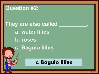 Question #2:
They are also called _________.
a. water lilies
b. roses
c. Baguio lilies
c. Baguio lilies
 