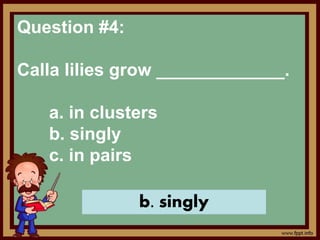 Question #4:
Calla lilies grow _____________.
a. in clusters
b. singly
c. in pairs
b. singly
 
