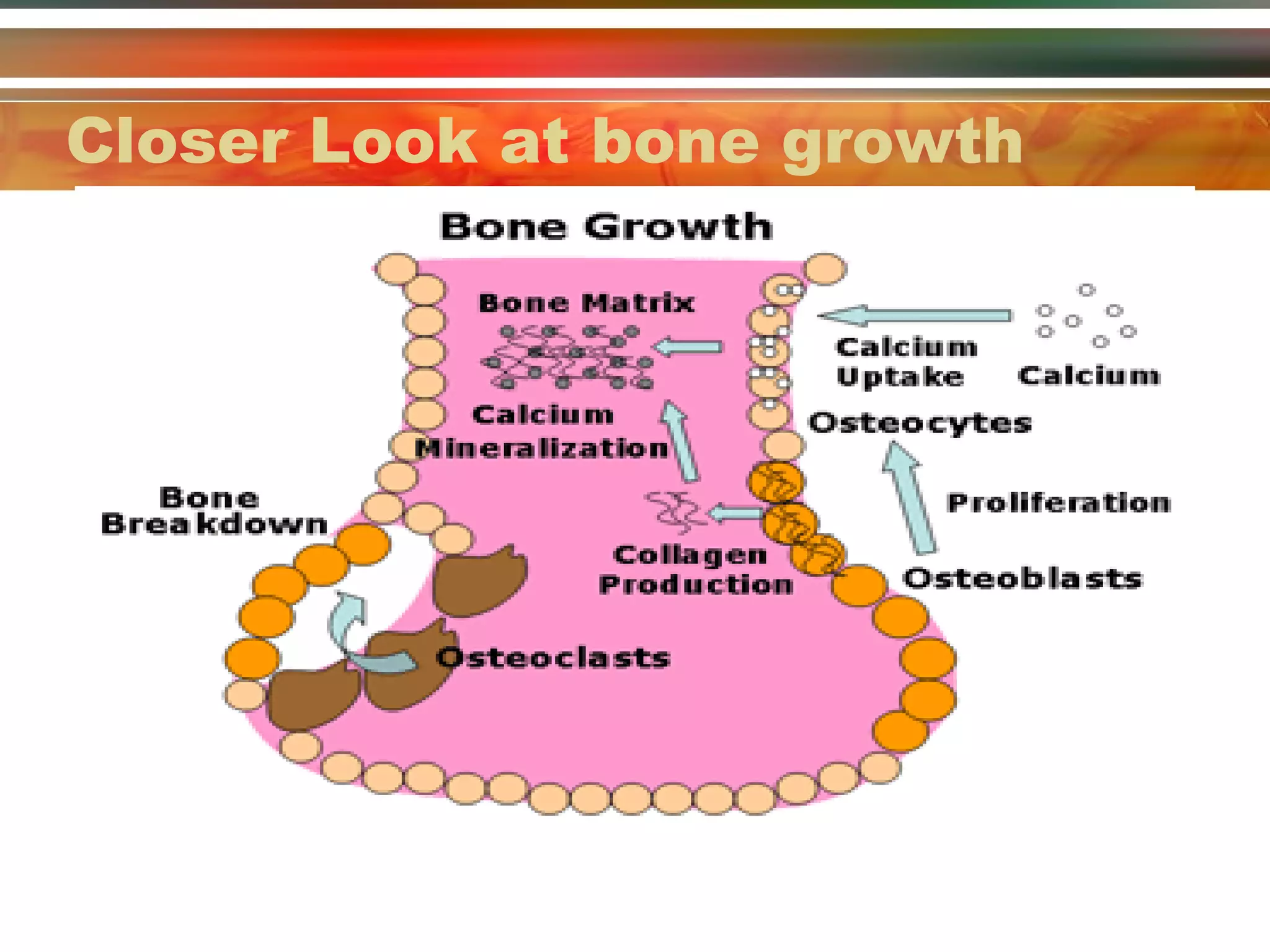 Lesson 1 skeletal system | PPT