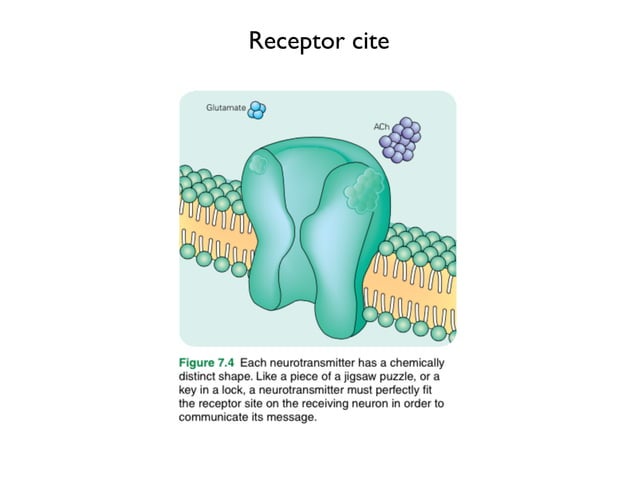 Lesson 1 the role of the neuron in memory formation 2015 | PDF | Brain ...