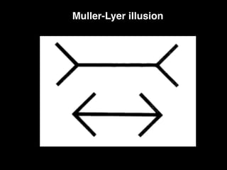 Muller-Lyer illusion
 