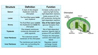 Lesson 10_ Photosynthesis.pdfsdfghjkldsfrj | PDF