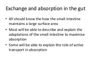 Exchange and absorption in the gut
• All should know the how the small intestine
  maintains a large surface area
• Most will be able to describe and explain the
  adaptations of the small intestine to maximise
  absorption
• Some will be able to explain the role of active
  transport in absorption
 