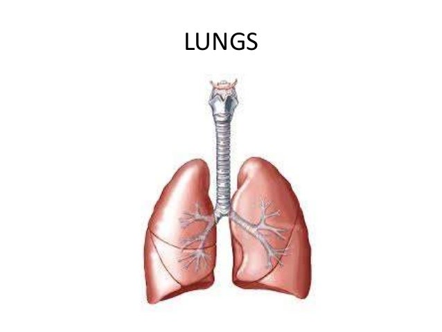 Lesson 11 major internal organs