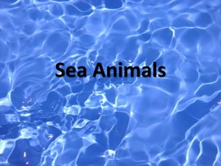 Sea Animals
 