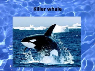 Killer whale