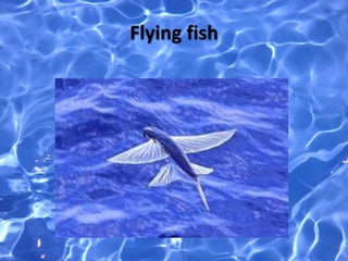 Flying fish