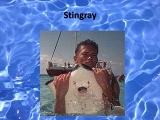 Stingray