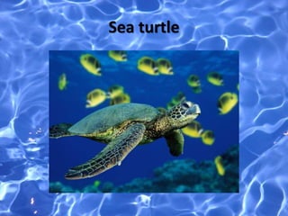 Sea turtle