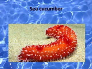 Sea cucumber
