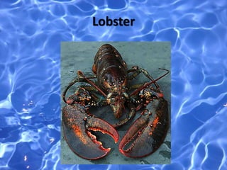 Lobster