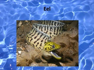 Eel