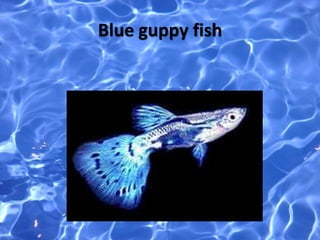 Blue guppy fish
