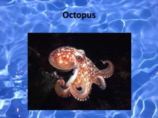 Octopus
