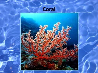 Coral