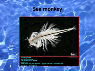 Sea monkey