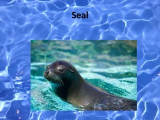 Seal