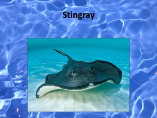 Stingray