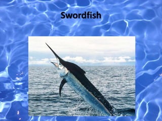 Swordfish