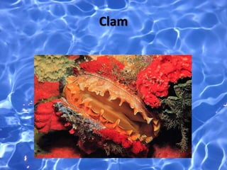 Clam