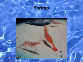 Shrimp