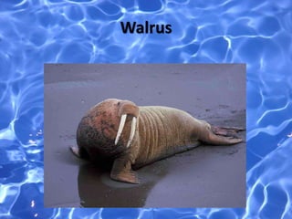 Walrus