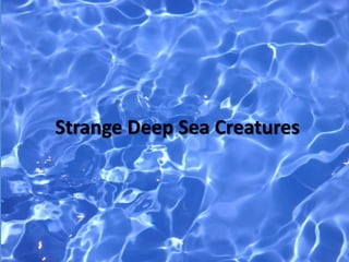 Strange Deep Sea Creatures