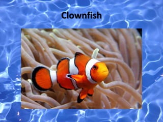 Clownfish
