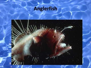 Anglerfish
