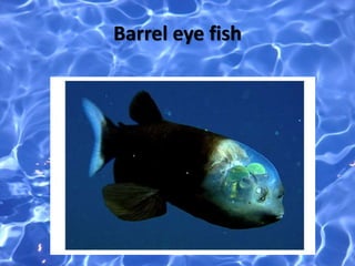 Barrel eye fish