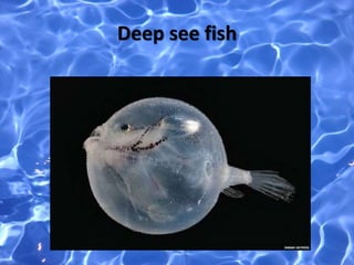 Deep see fish
