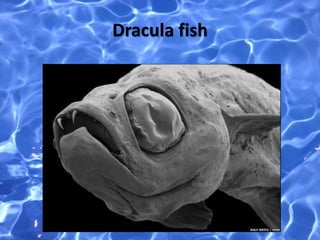 Dracula fish