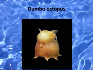 Dumbo octopus