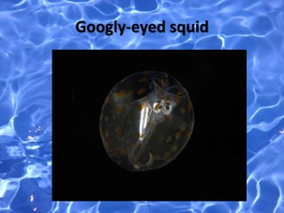 Googly-eyed squid