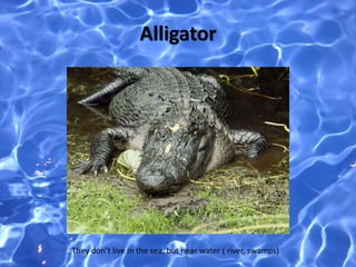 Alligator
They don’t live in the sea, but near water ( river, swamps)