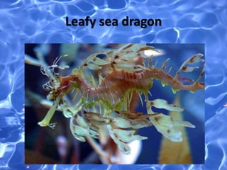 Leafy sea dragon