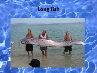 Long fish