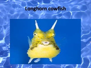 Longhorn cowfish