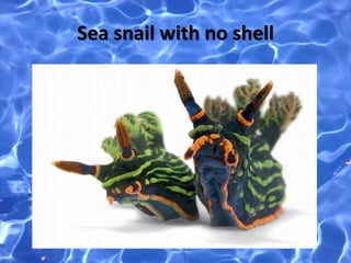 Sea snail with no shell