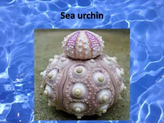Sea urchin
