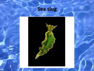Sea slug