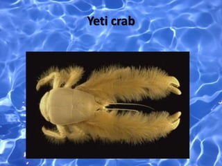 Yeti crab