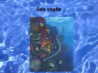Sea snake