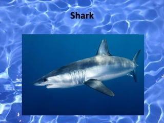 Shark